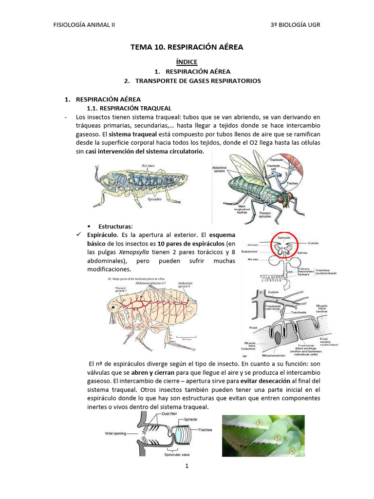 tema-10-gulag-free-pdf
