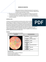 MEIOSIS EN INSECTOS (Practica 9)