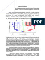 Anagenesis y Cladogenesis