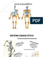 Sistema esquelético