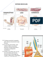 Sistema Muscular 32