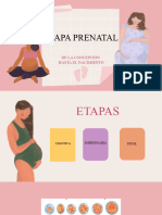 Etapa Prenatal