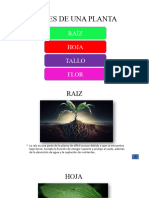 Partes de Una Planta1111