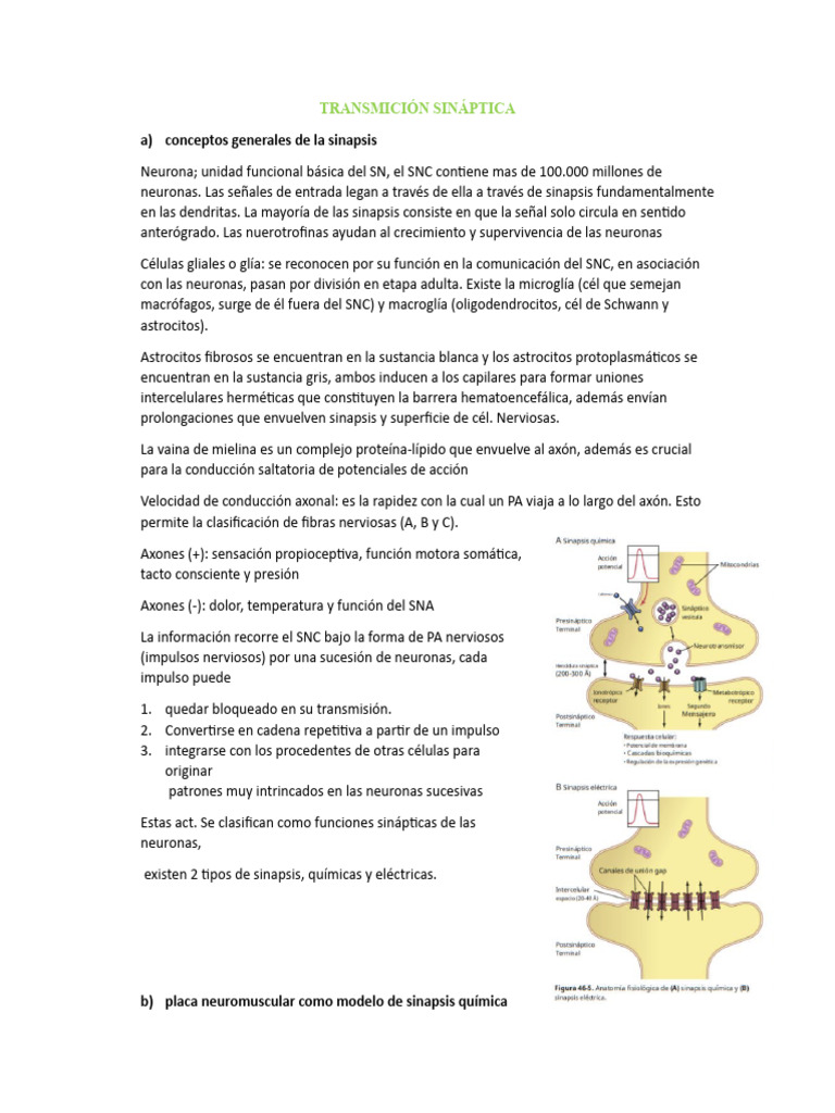Transmición Sináptica | PDF