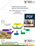 Disenteria Porcina-Andrea Castro