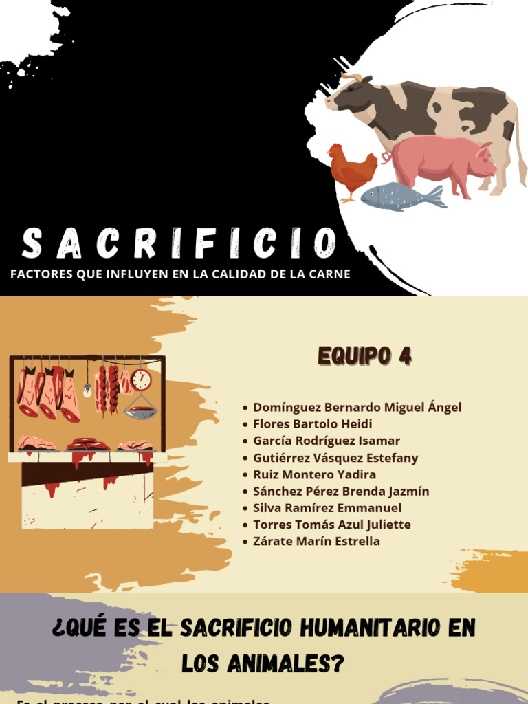 Sacrificio Humanitario y Calidad de Carne | PDF | Carne | Vacas