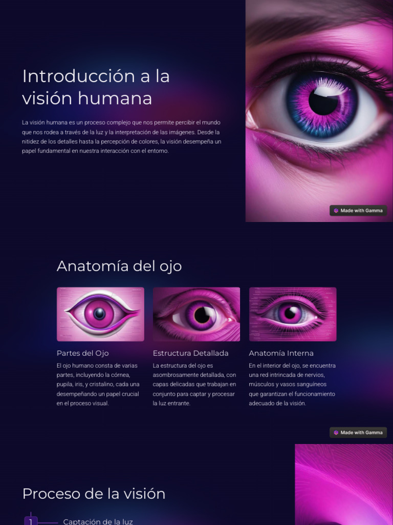 Anatomía y Cuidado de la Visión Humana | PDF | Ojo humano | Percepción ...
