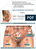 Órgano Reproductor Femenino Vagina.: Tucani, Noviembre, 2023