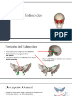 Hueso Esfenoides