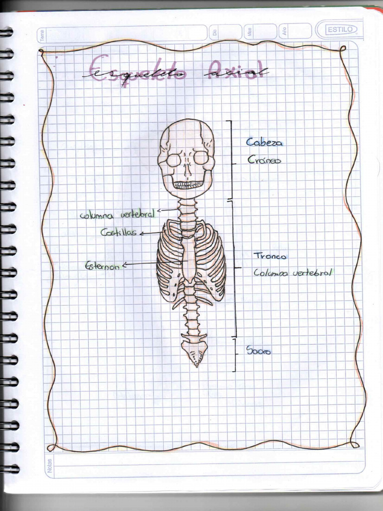 Esqueleto Axial Merged Pdf
