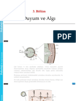 Psikoloji 3. Duyum Ve Algı