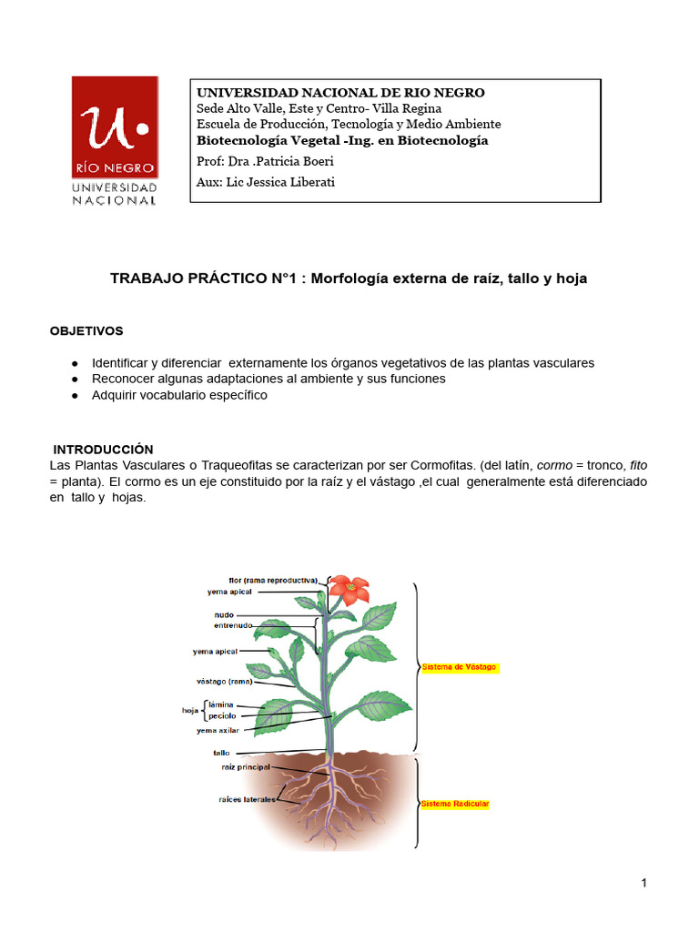 Morfología de cormo en plantas vasculares | PDF | Tallo de la planta | Hoja