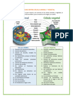 Diferencias Entre Las Celula Animal y Vegetal