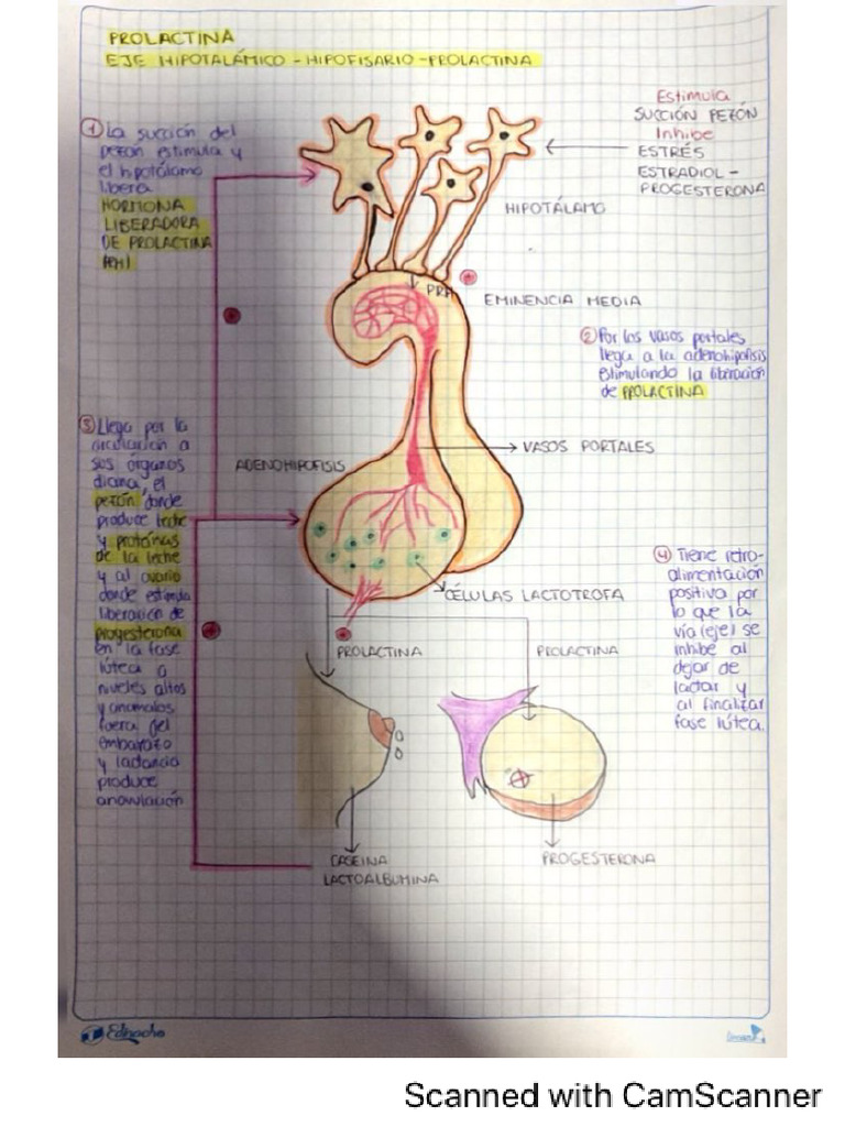 Eje Hipotalamico Hipofisiario Prolactina | PDF