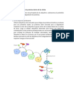 Regulación de Los Niveles de Proteínas Dentro de Las Células