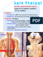 Medula Espinal 1