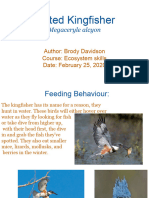 Belted Kingfisher Megaceryle Alcyon