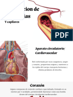 Distribución de Arterias y Capilares