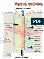 Planos Anatomicos