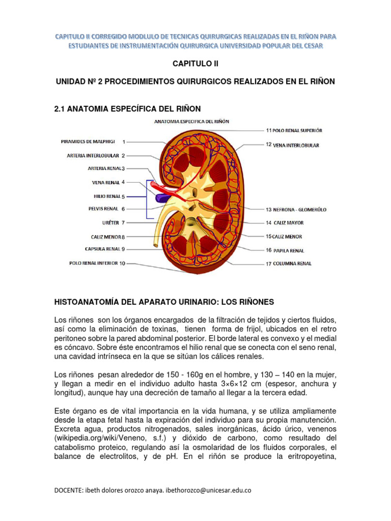 Capitulo Ii Riñon | PDF | Riñón | Sistema urinario