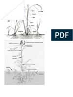 Grass Diagram