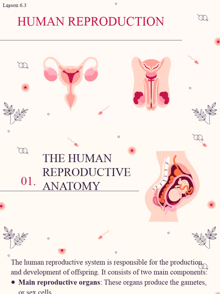 Lesson 6.3 Human Reproduction | PDF | Menstrual Cycle | Reproductive System