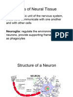 Neuron Basics PPT