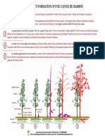 1-bambou-formation-canne-FR