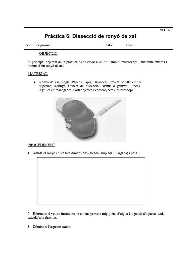 Pràctica Dissecció Dun Ronyó | PDF