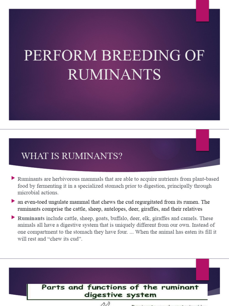 Perform Breeding of Ruminants | Download Free PDF | Ruminant | Goat