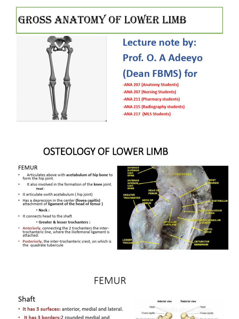 Osteology of the Lower Limb Overview | PDF | Human Leg | Human Anatomy