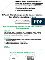 2024 - TP2 - Morphologie de La Tige Et Racine Des Angiospermes