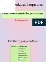 Leishmaniosis 07