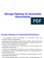 Salvage Path Nucleotide Biosynthesis