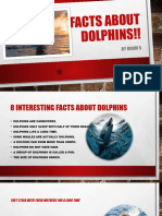 Facts About Dolphins!!: by Room 5