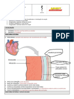 Anatomia Modulo 3 Cardiovascular