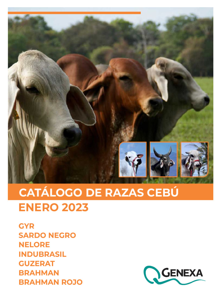 Catálogo razas cebú | PDF | Animales y humanos | Domesticación