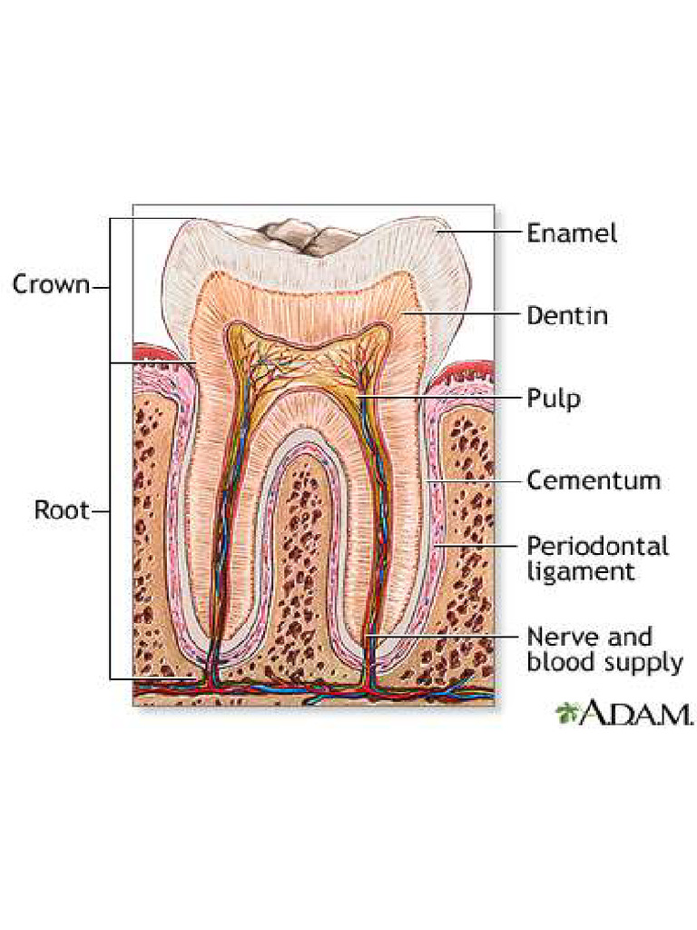 Dental | PDF