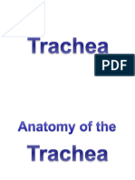 12 Trachea