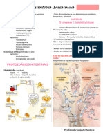 Conferência 02 - Parasitoses Intestinais