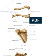 Estudo Ossos Apendiculares