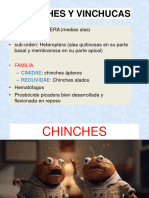 Vinchucas y Chinches