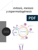 Mitosis, Meiosis y Espermatogénesis