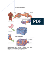 Tejido Muscular Completo