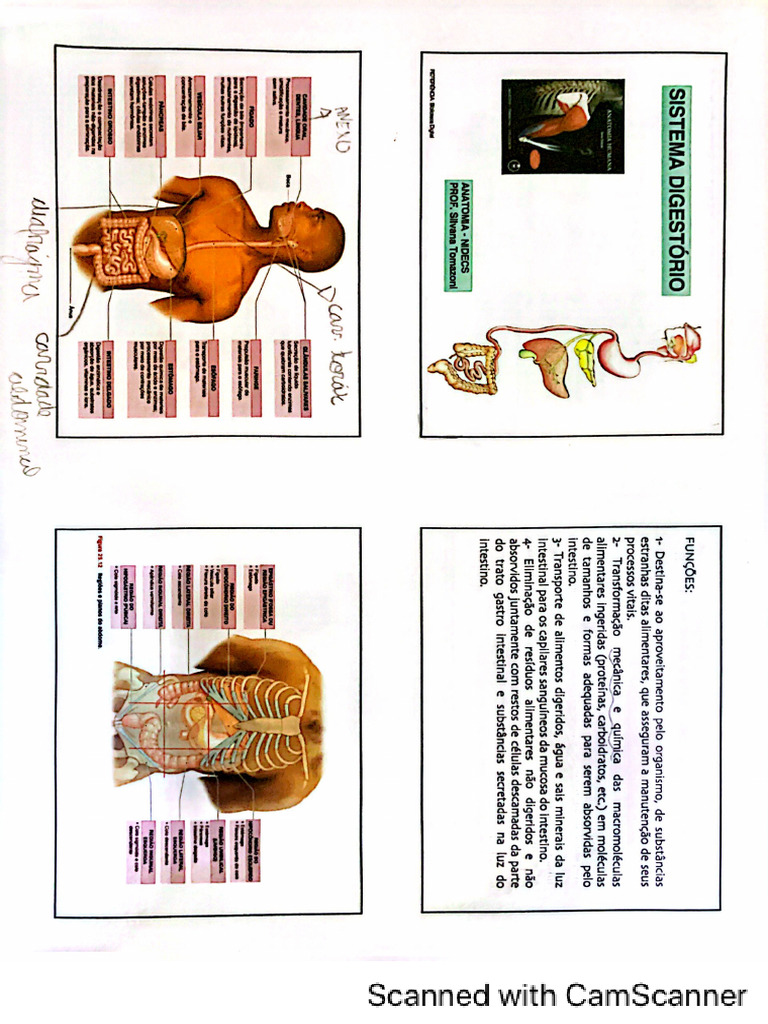 Sistema Digestório Pdf