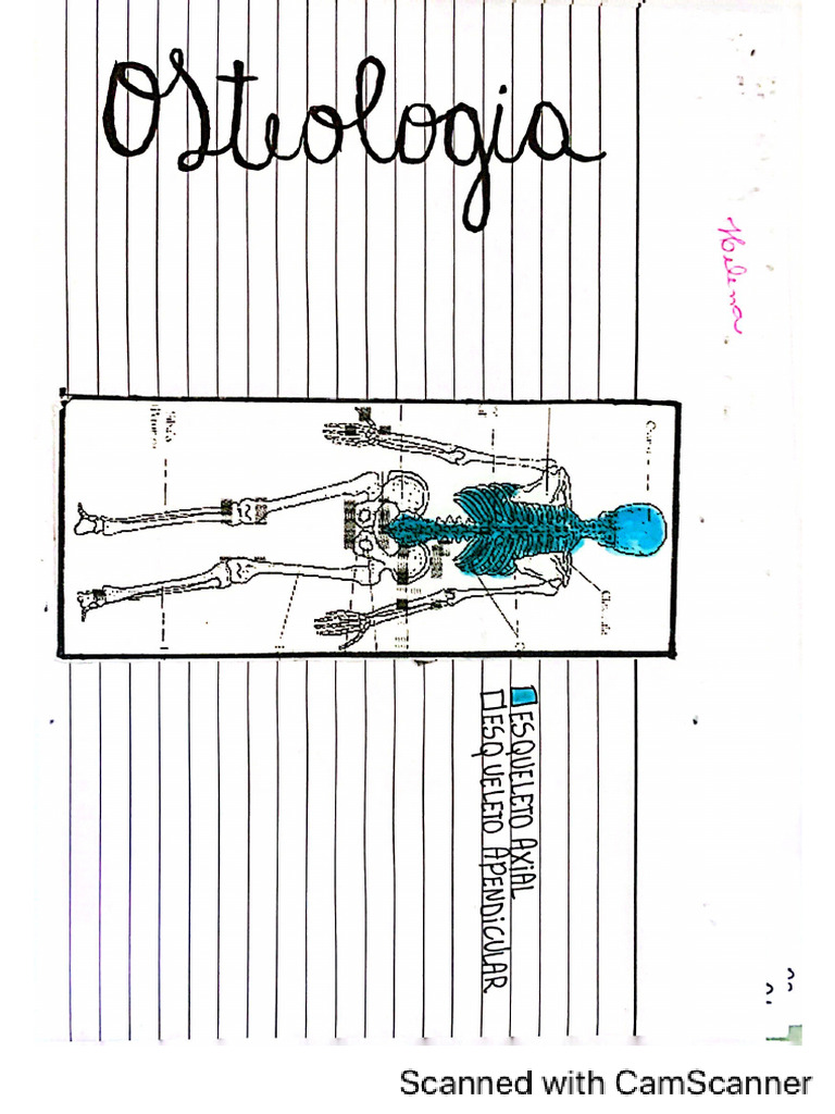Ossos Anatomia Pdf
