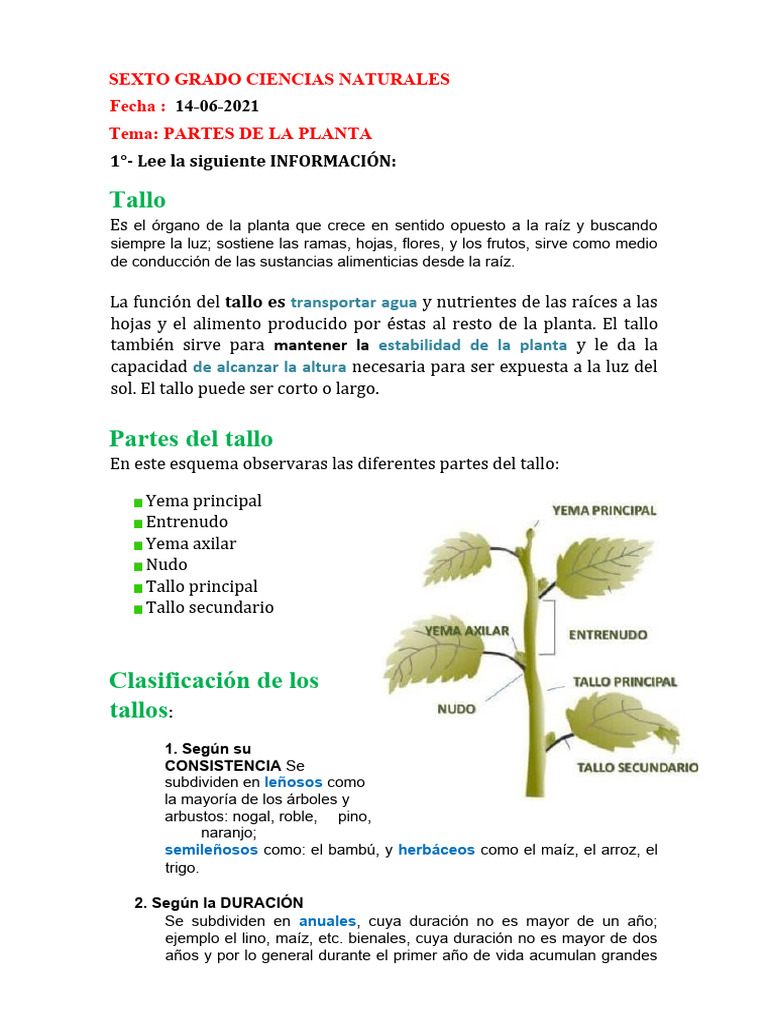 Clasificación y Funciones del Tallo | PDF | Tallo de la planta | Plantas