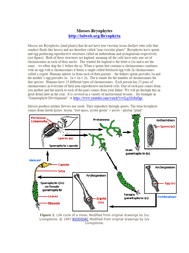 Mosses-and-Bryophytes | PDF | Ploidy | Spore