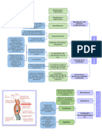 Endocrino Funciones.