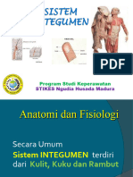 Anfis Sistem Integumen